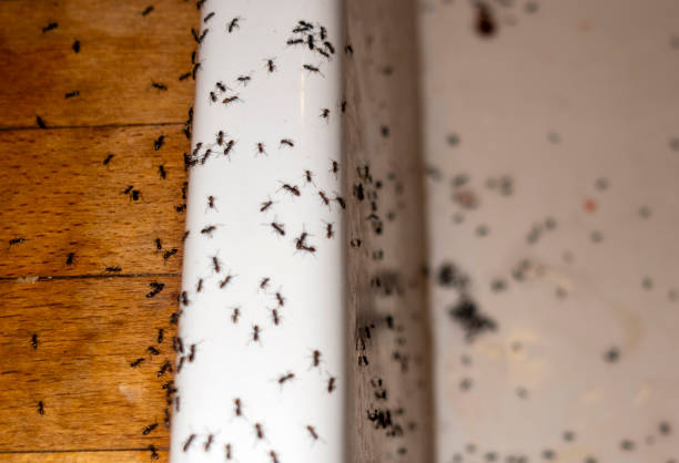 Best Exterminator Services  in Oil City, PA